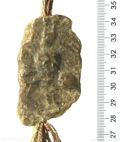 http://images.icar-us.eu/iiif/2/img%2FDE-HStAMa%2FUrk56%2FUrk. 56 Nr.95 Siegel 1 (1273 Februar 01).jpg/full/120,/0/default.jpg